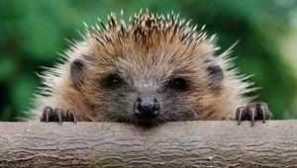 Ježkovité jedlá doma: ako kŕmenie ježko